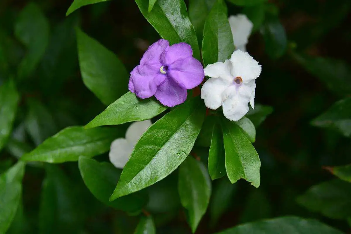 Brunfelsia latifolia