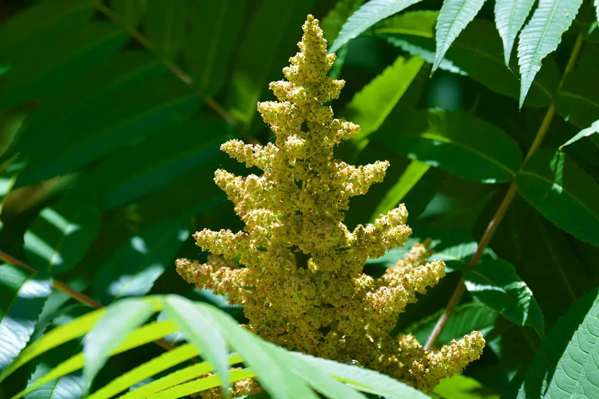 Rhus Typhina