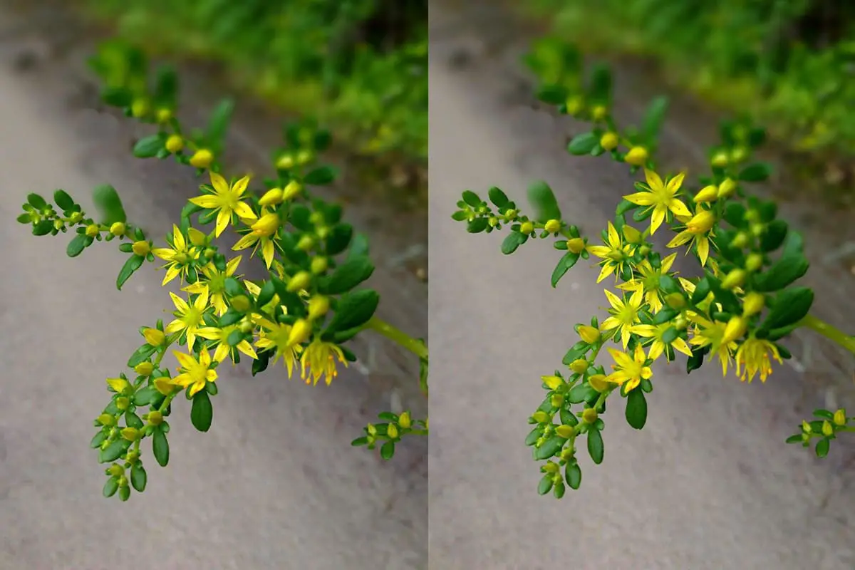 Sedum lineare
