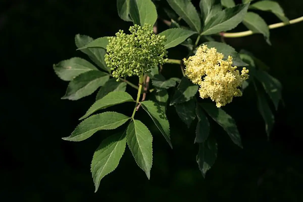 Sambucus williamsii