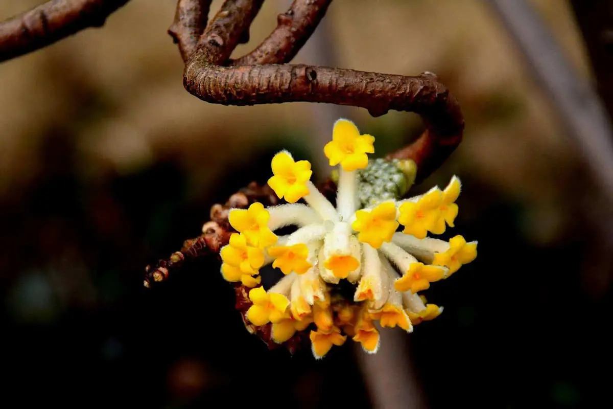  Edgeworthia chrysantha
