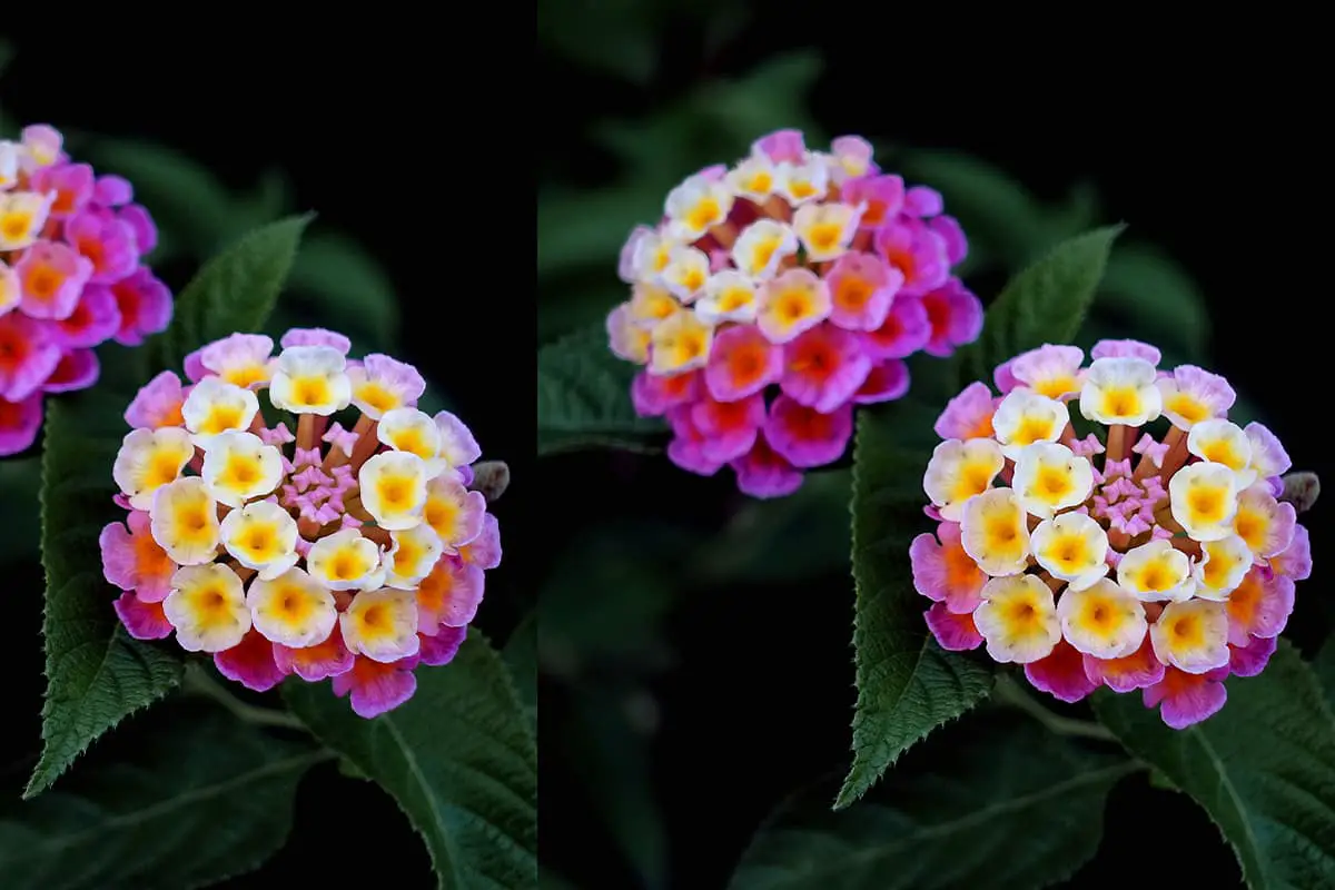 Lantana camara