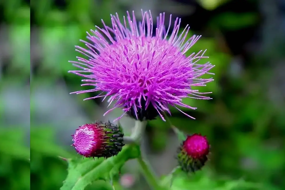 Cirsium arvense