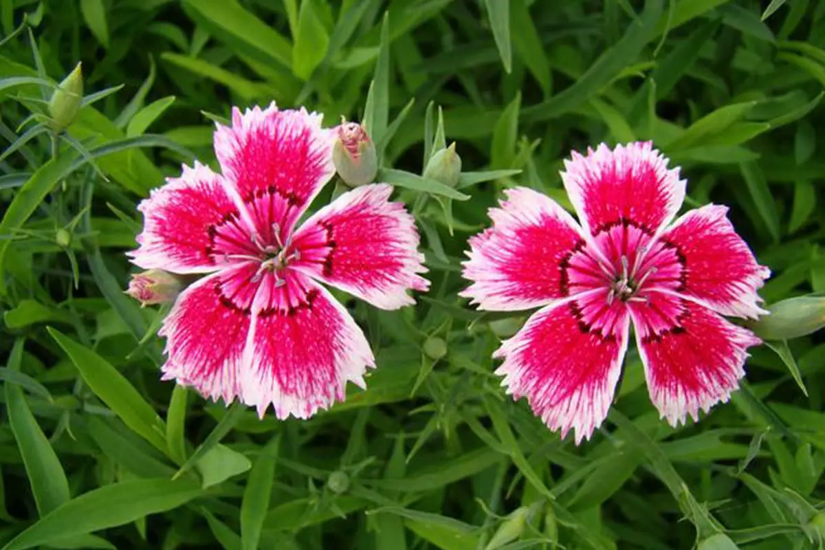 Dianthus Chinensis 