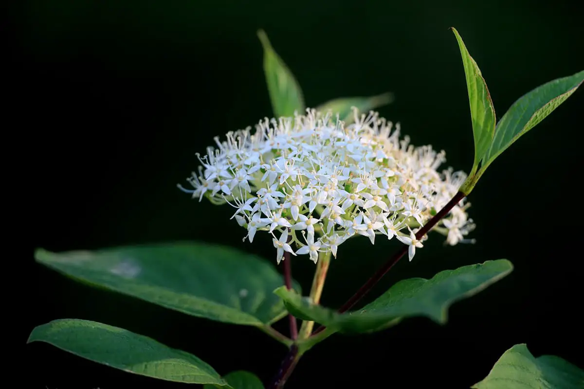 Cornus alba