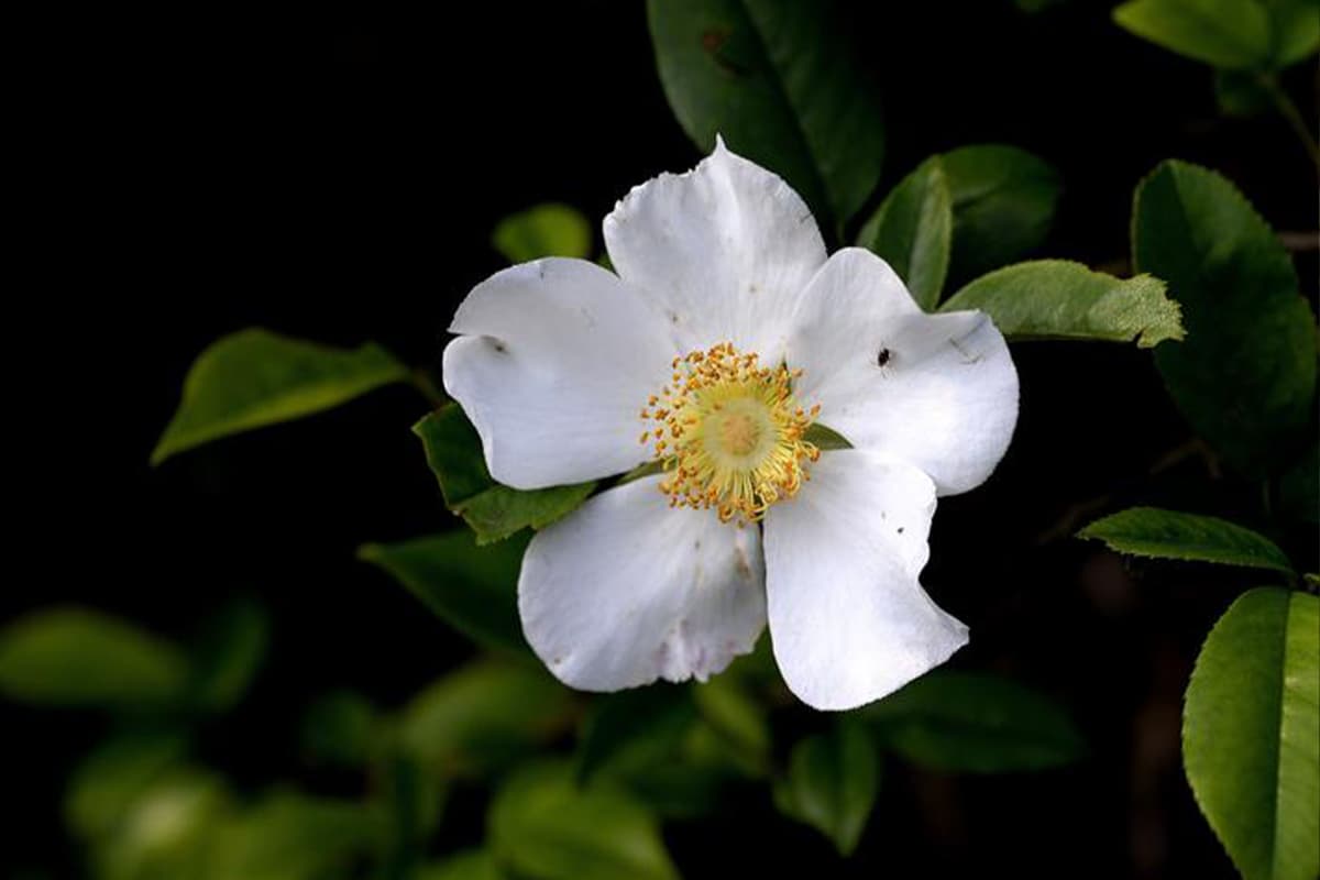 Rosa laevigata