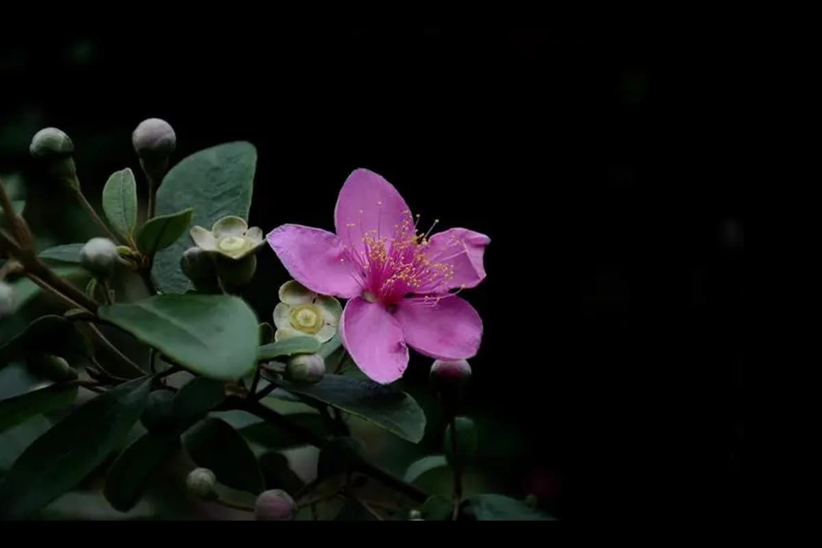 Rhodomyrtus tomentosa