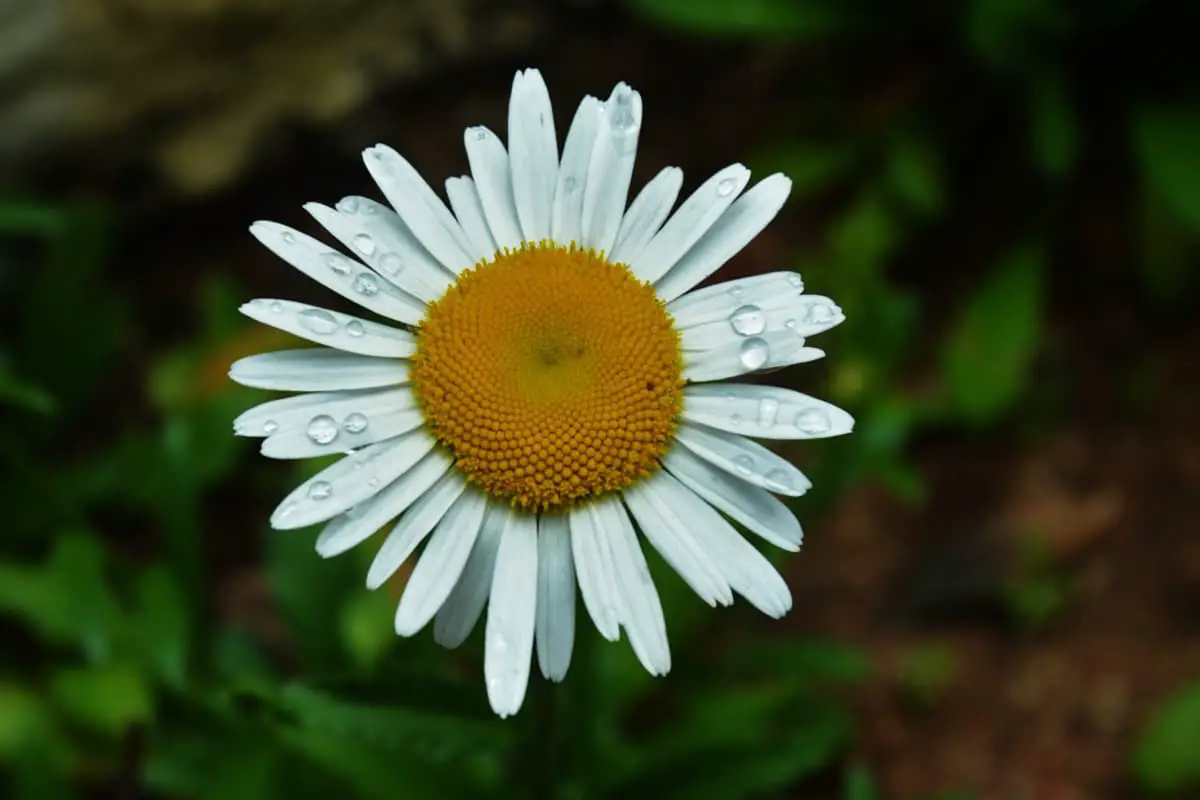 雏菊