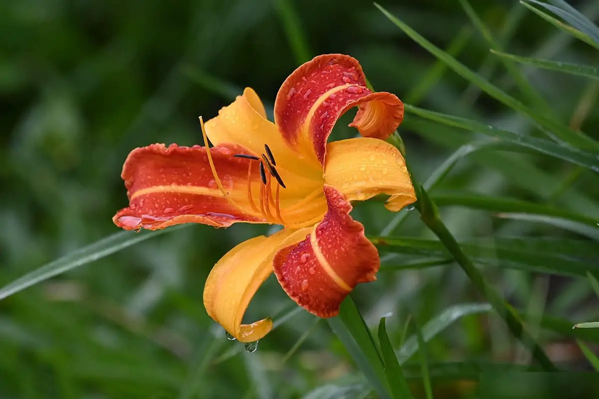 Hemerocallis fulva