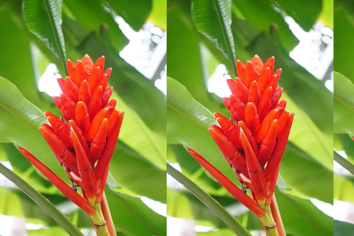 Musa Coccinea