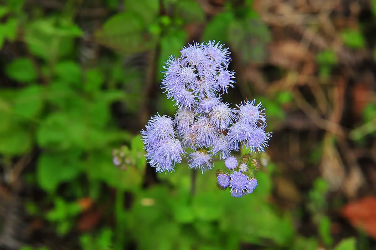 Agastache rugosa