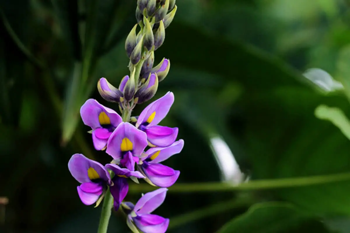 Puerariae Radix