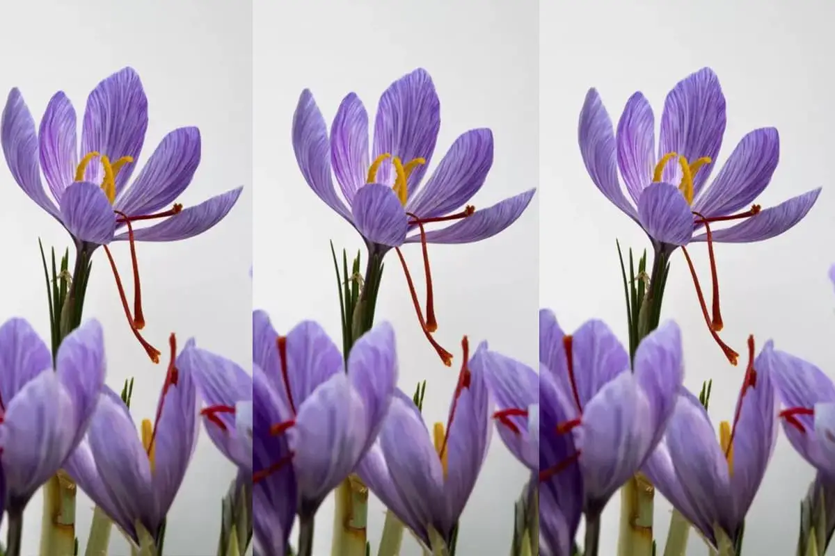 Crocus sativus