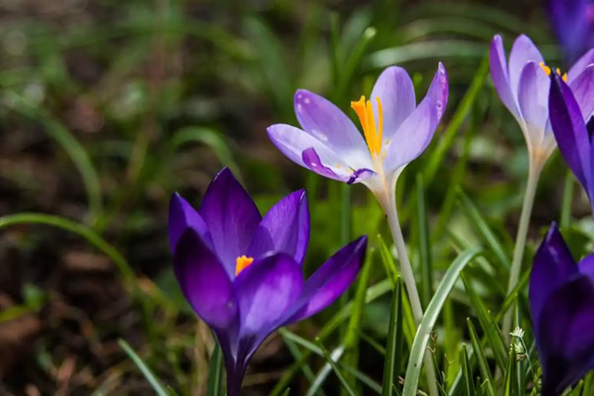 Crocus sativus