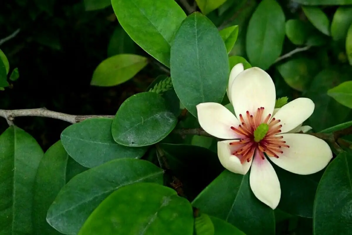 Michelia figo
