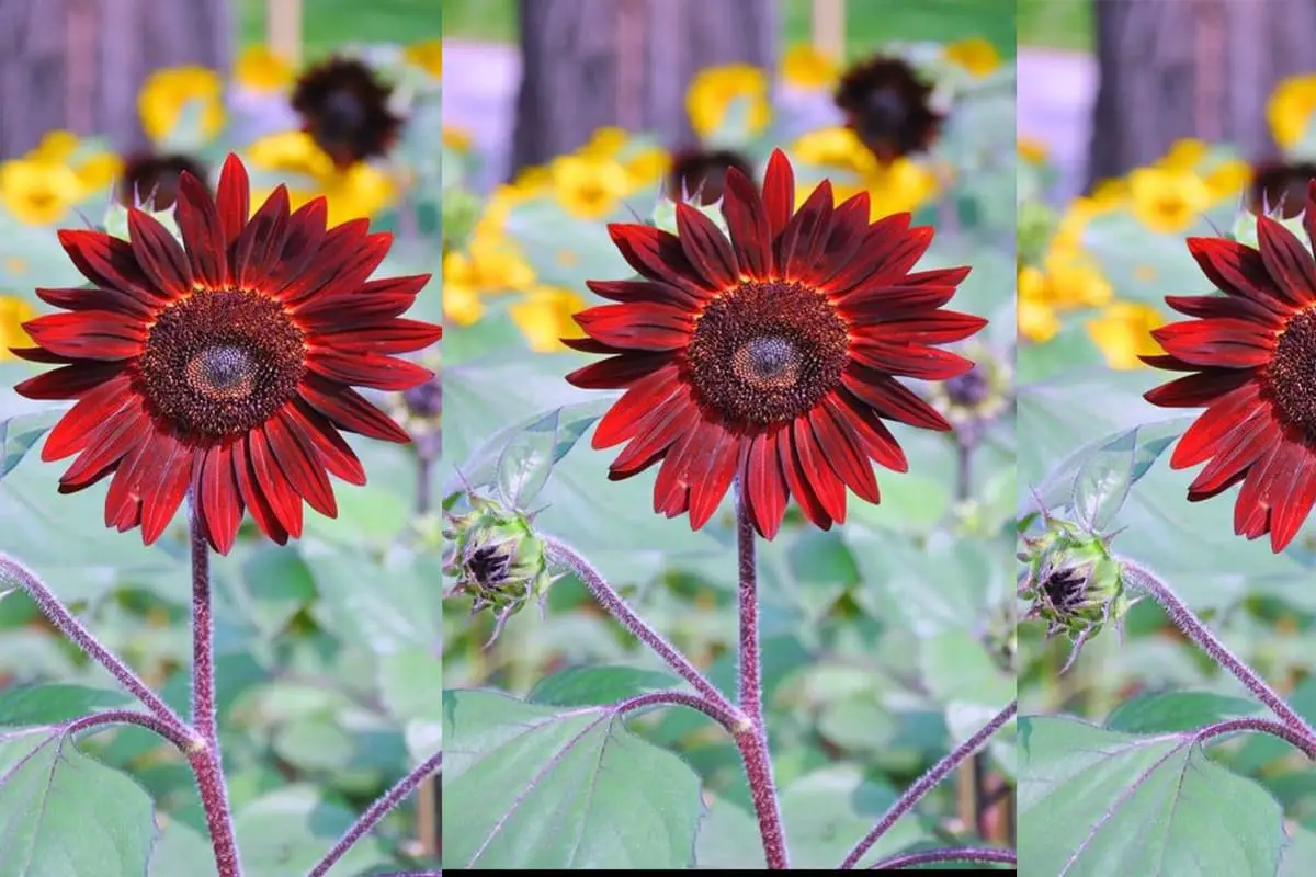 Multicolored Sunflower
