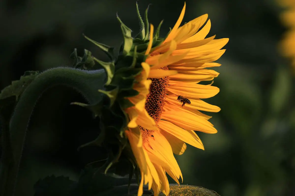 Helianthusannuus