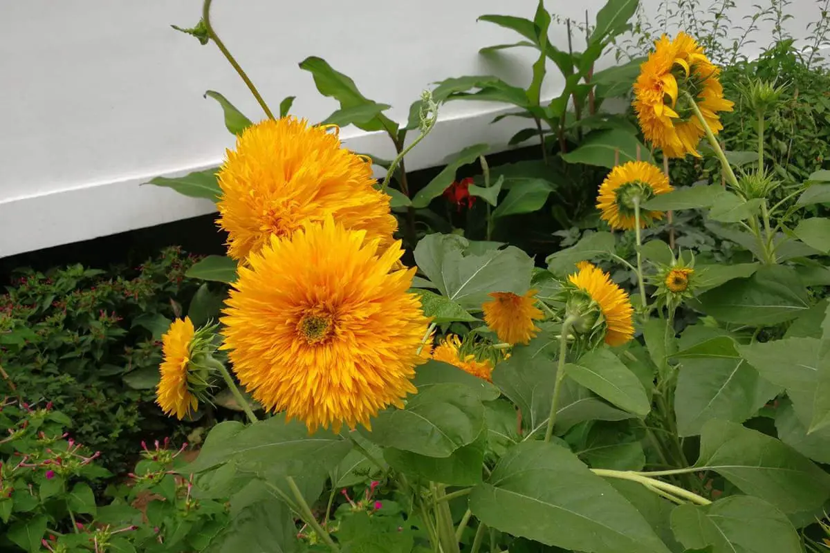 Helianthus annuus