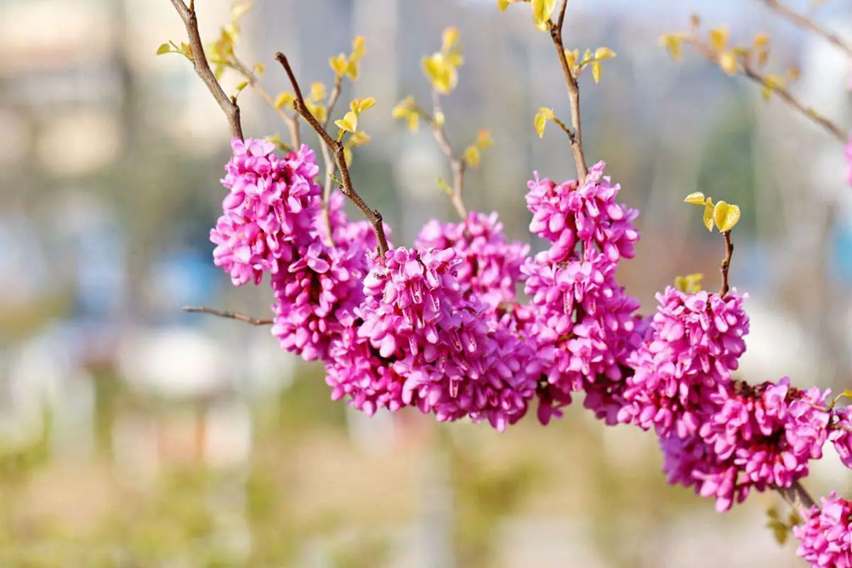 Osmanthus fragrans 'Mantiaohong’