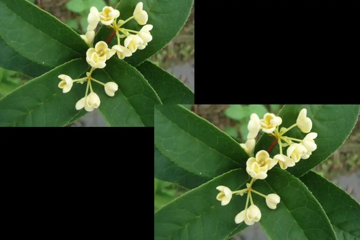 Osmanthus fragrans 'Xiaoye Fodingzhu’