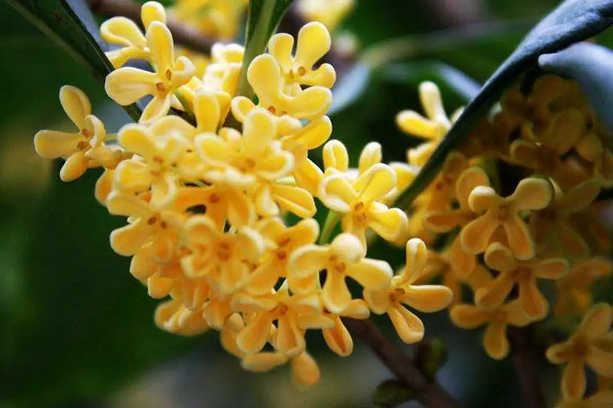 Osmanthus fragrans "Jin Qiu Gui" (Osmanthus fragrans 'Jin Qiu Gui')
