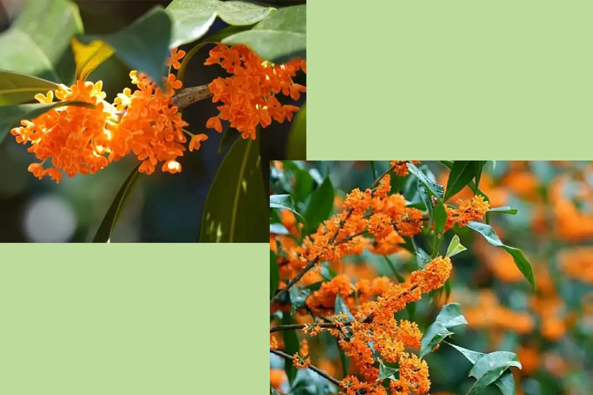 Osmanthus fragrans 'Jiulonggui'