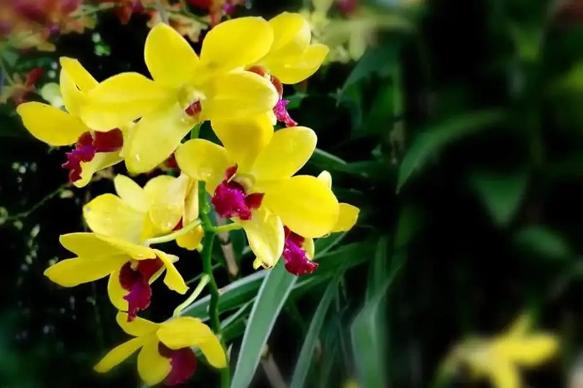 Cymbidium faberi Rolfe