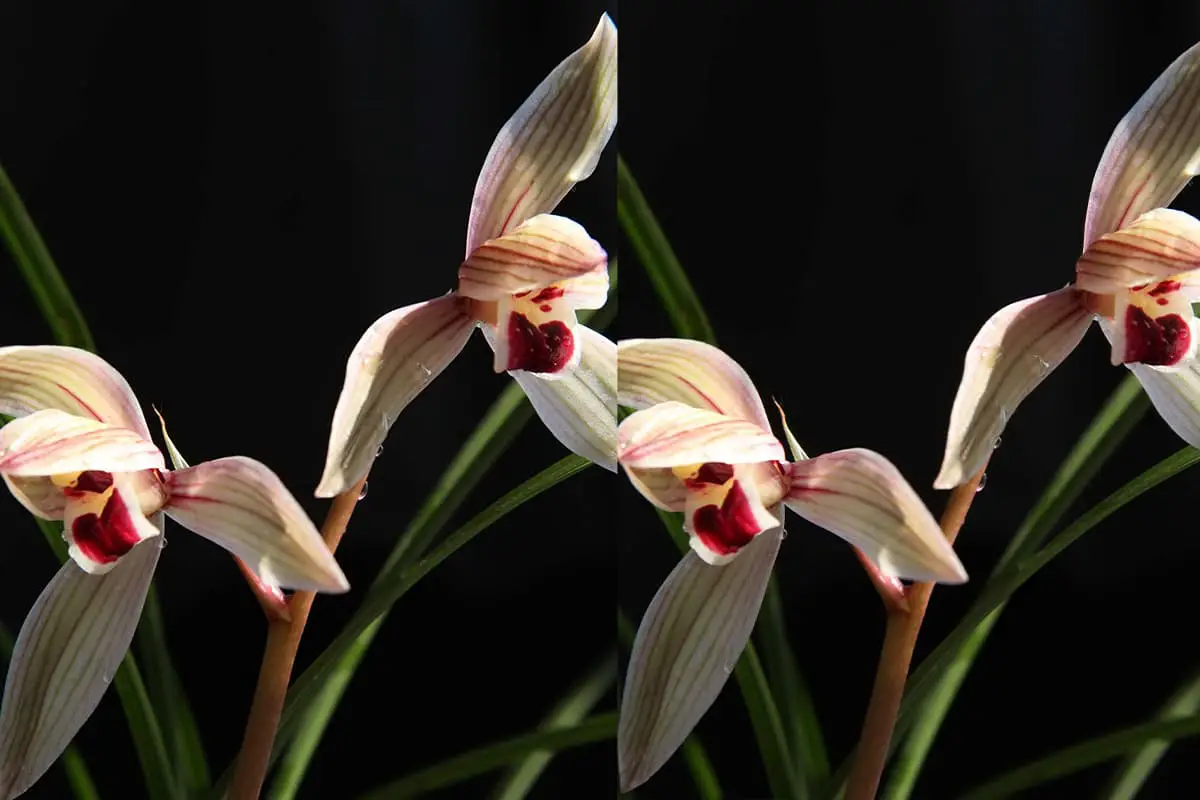 Cymbidium tortisepalum Fukuyama