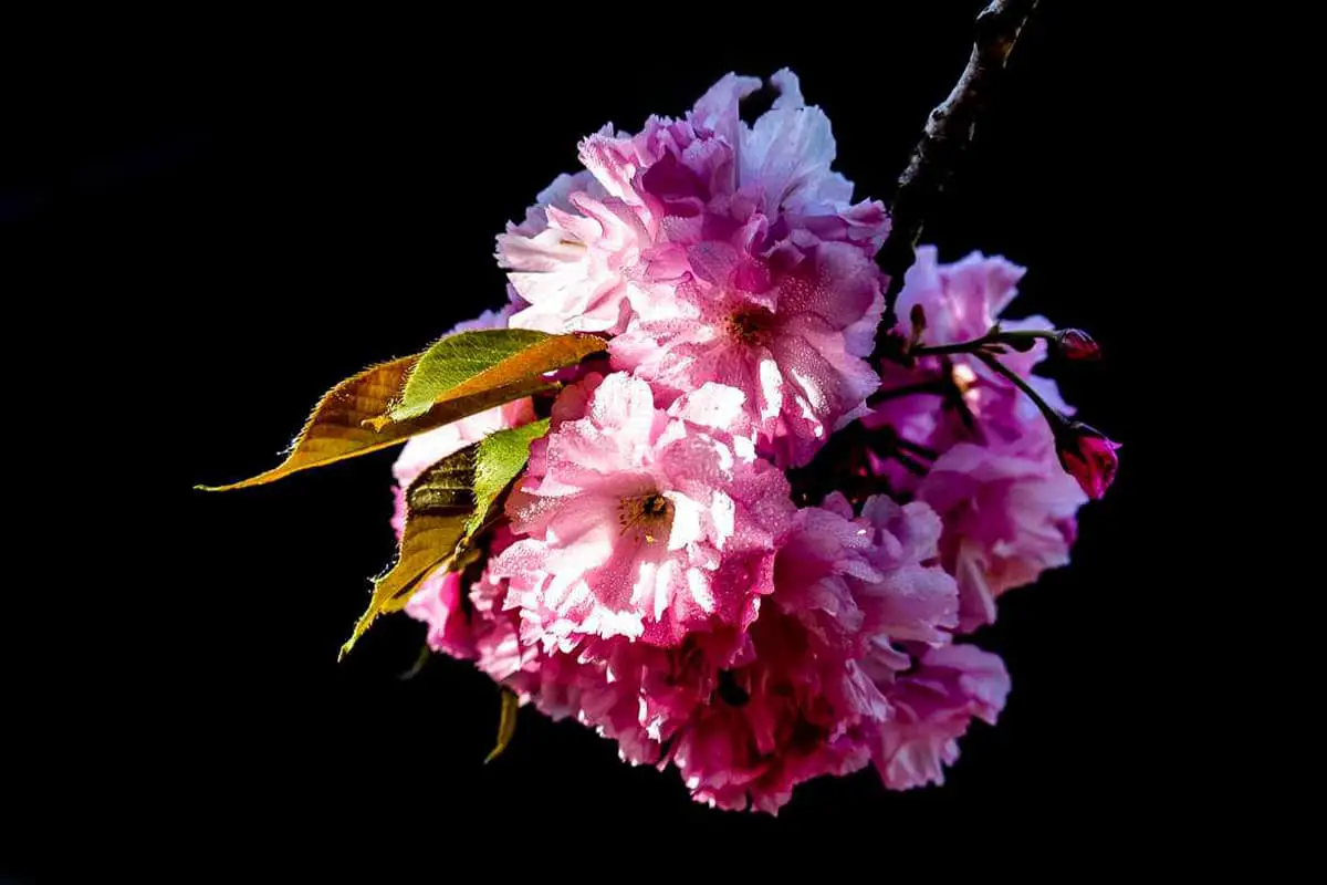 Prunus lannesiana 'alborosea'