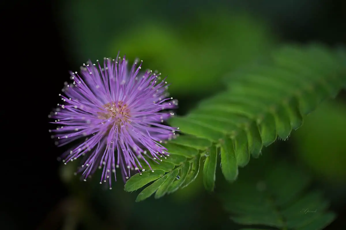 Mimosa pudica: Exploring Shyness in Nature's Garden - FlowersLib