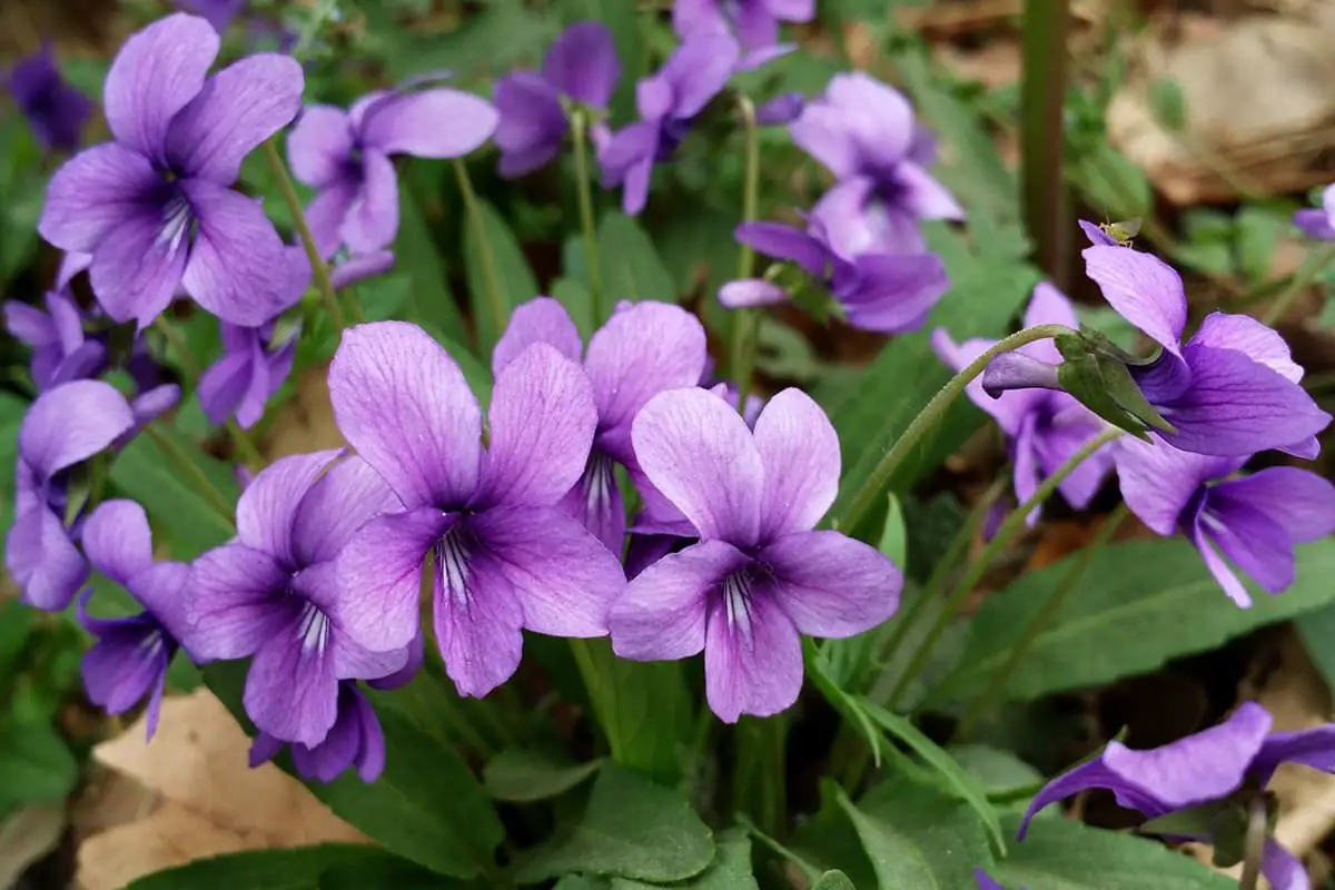 Viola phillipina