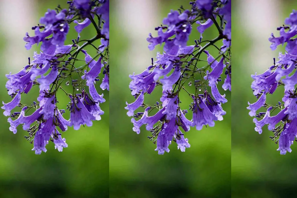 Jacaranda mimosifolia