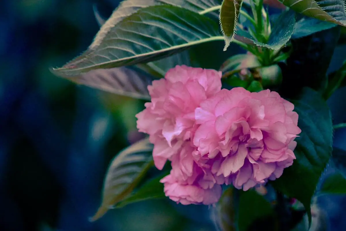 Prunus lannesiana