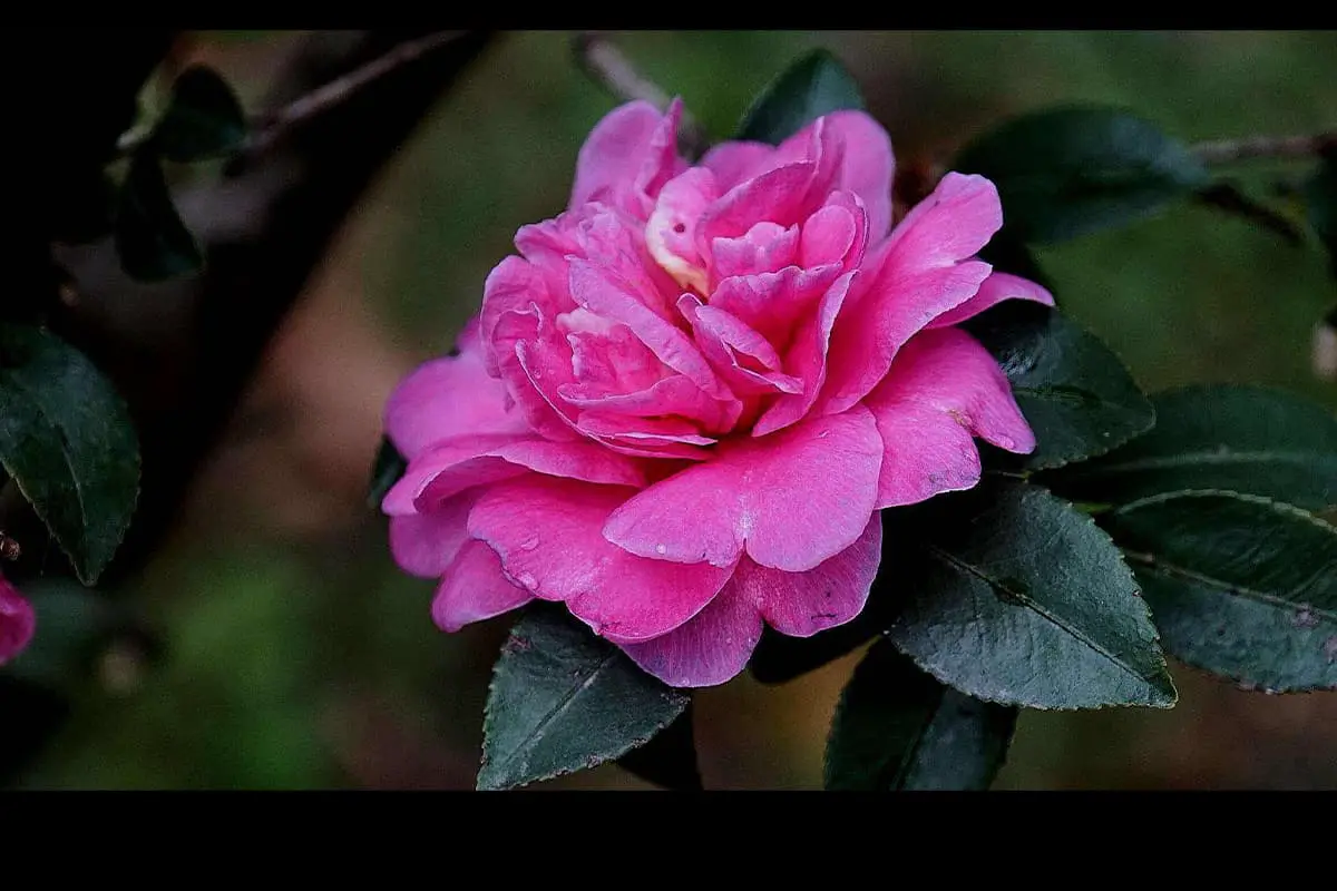 Camellia sasanqua