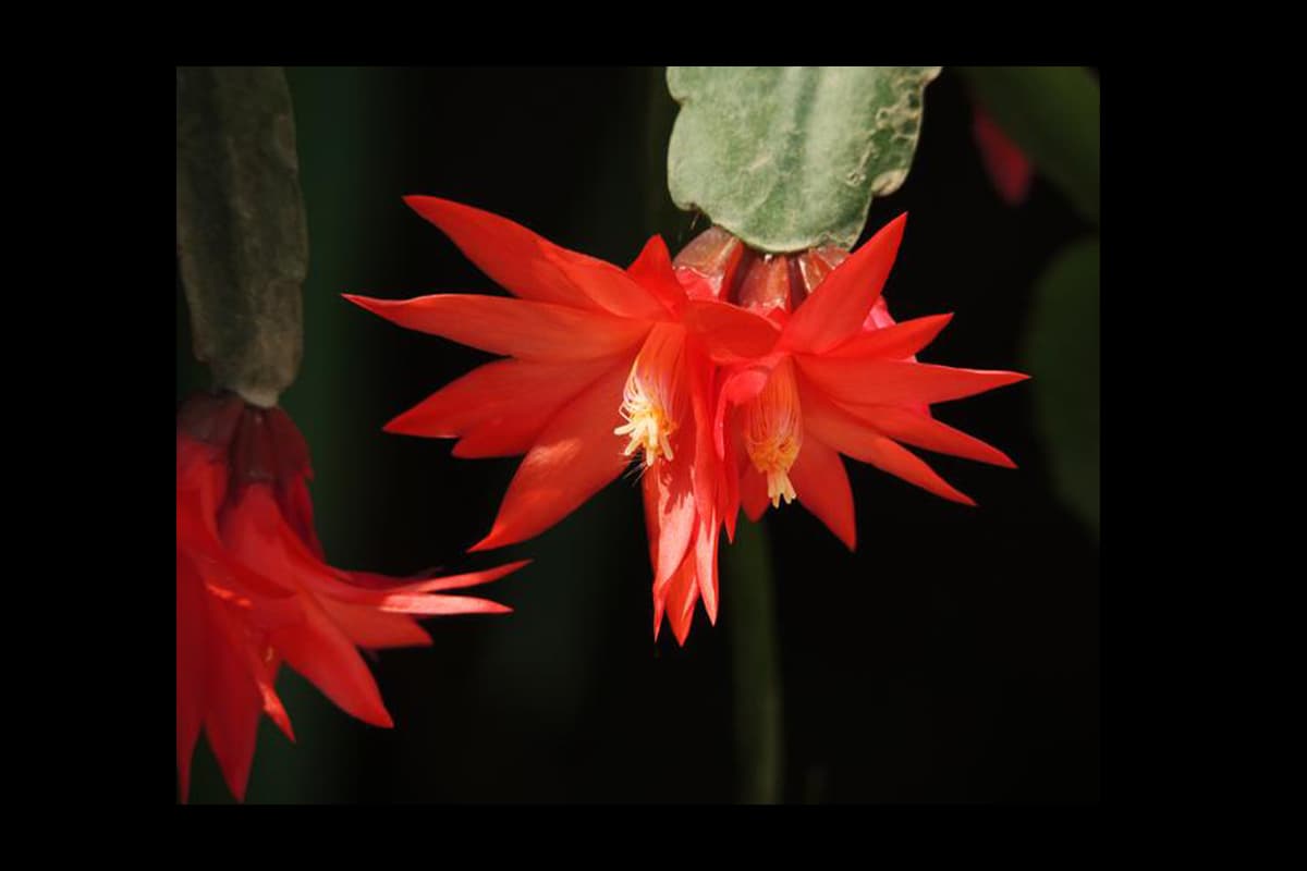 Rhipsalidopsis gaertneri