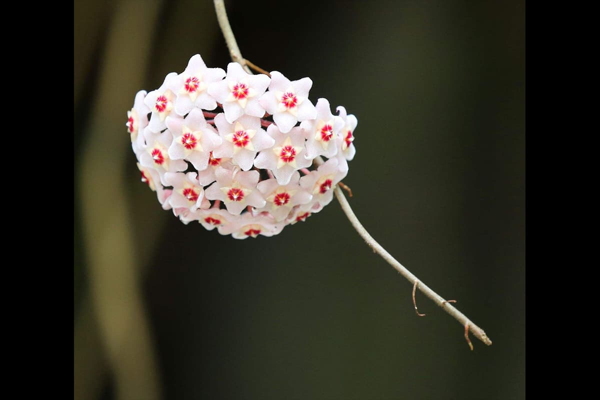 Hoya carnosa