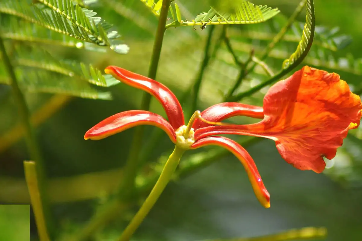 Delonix regia
