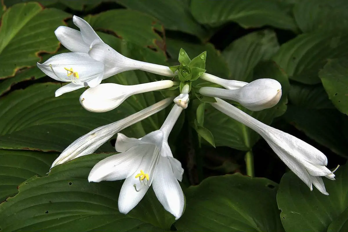 Hosta plantaginea