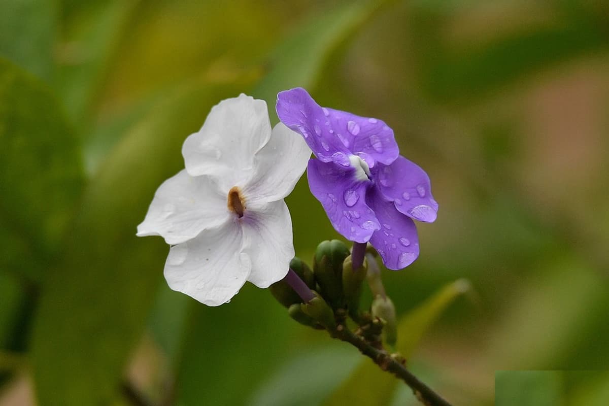 Brunfelsia latifolia