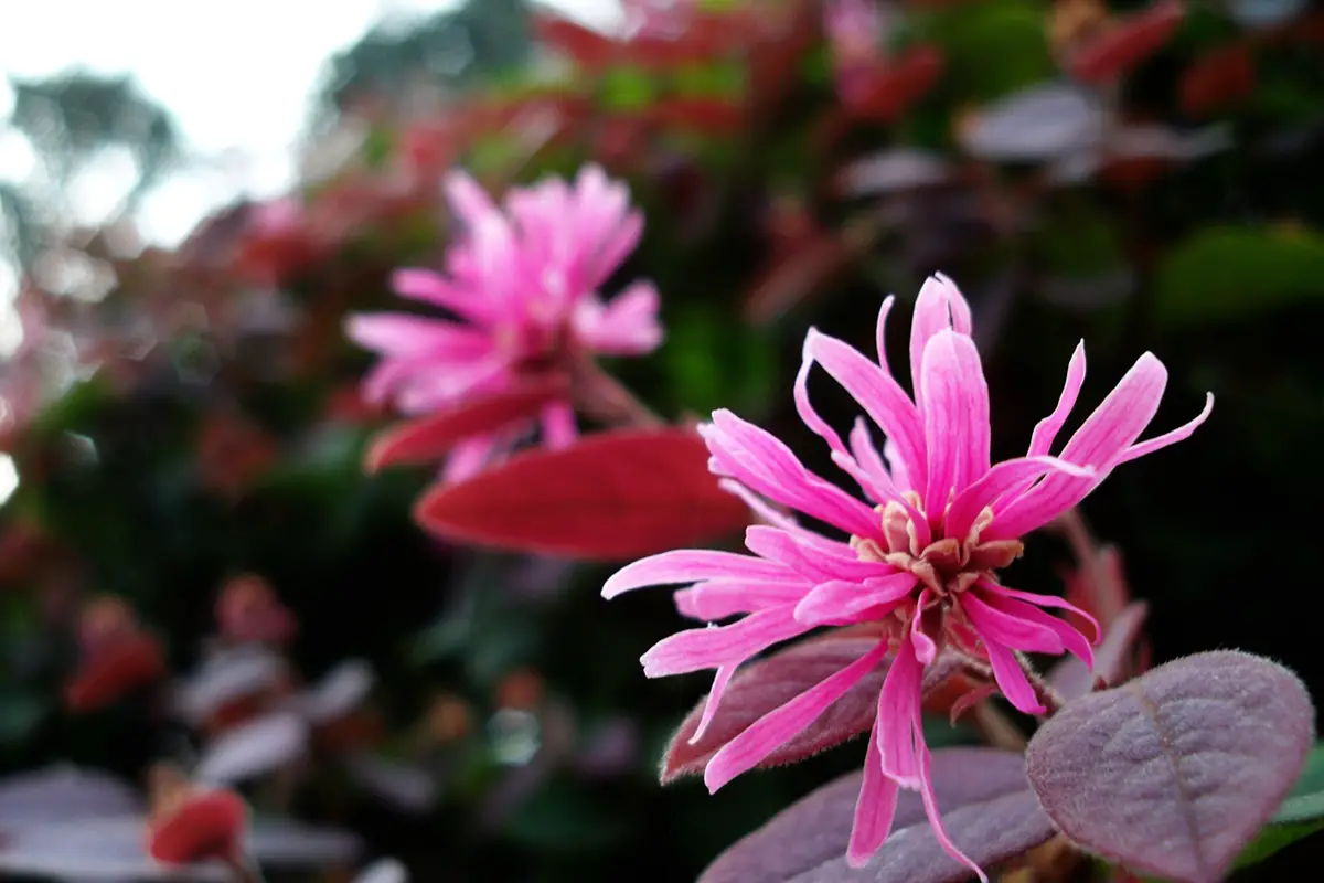 Loropetalum chinense