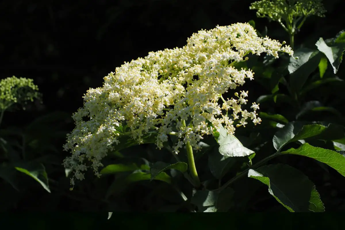 Sambucus williamsii