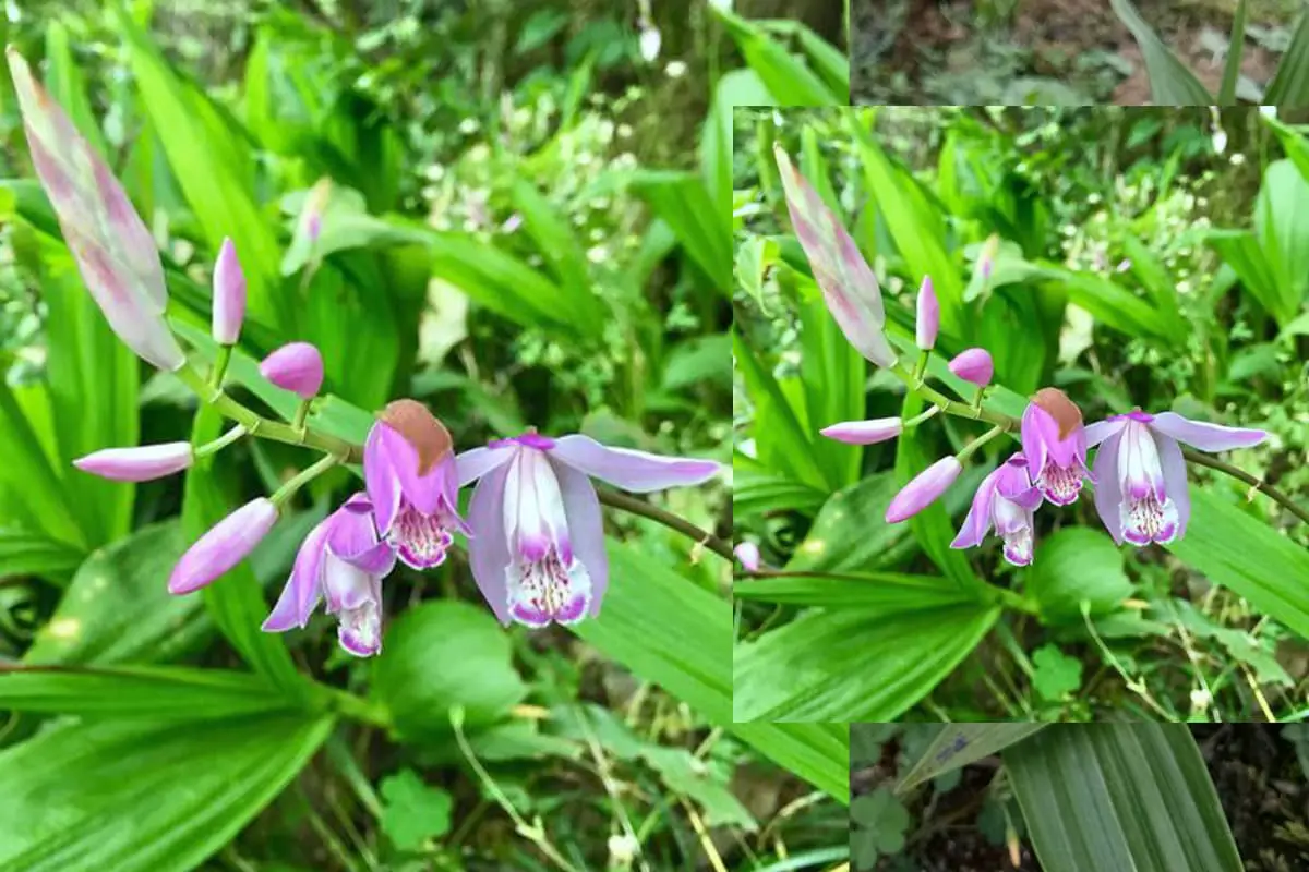 Bletilla striata
