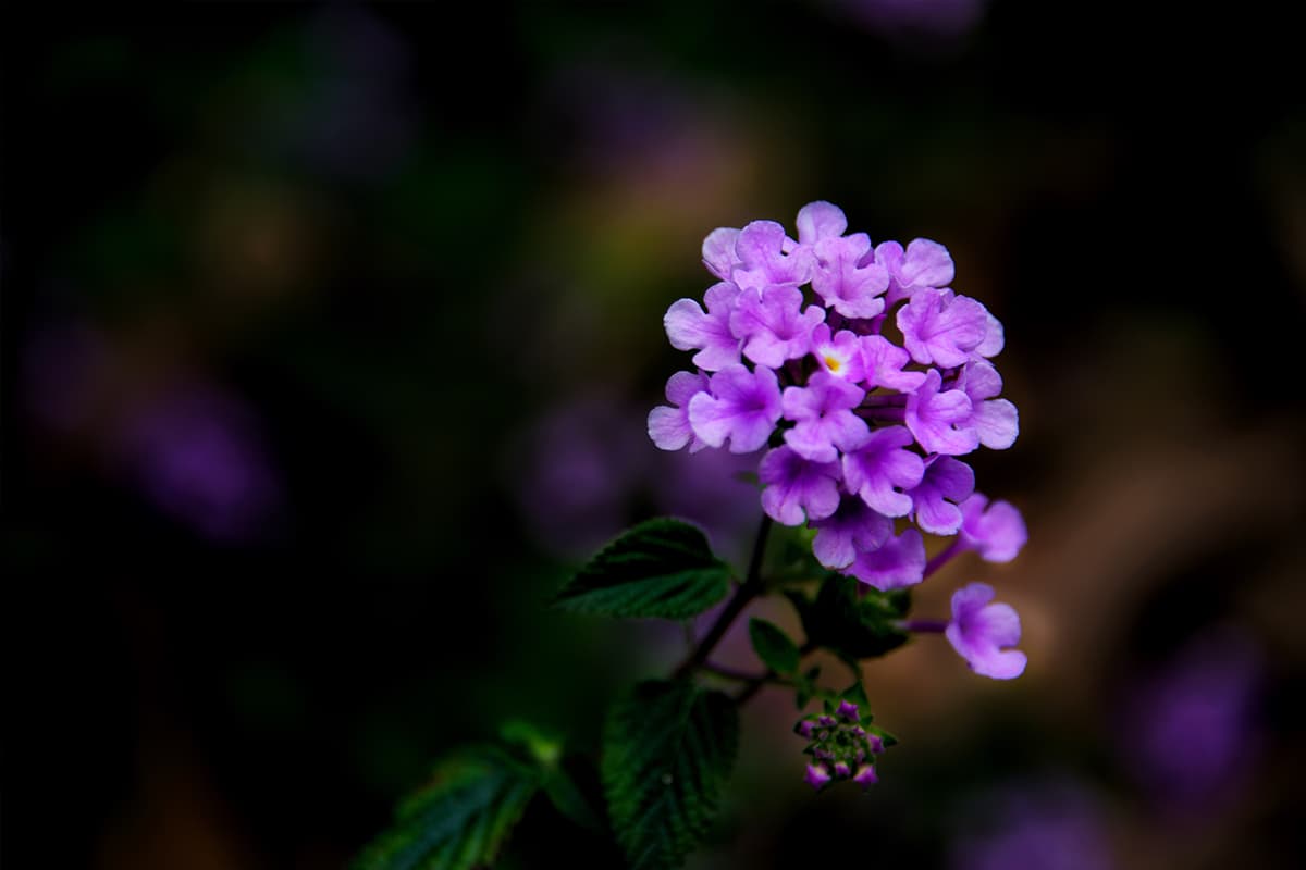 Exploring Lantana Camara A Tropical Gem for Gardens FlowersLib