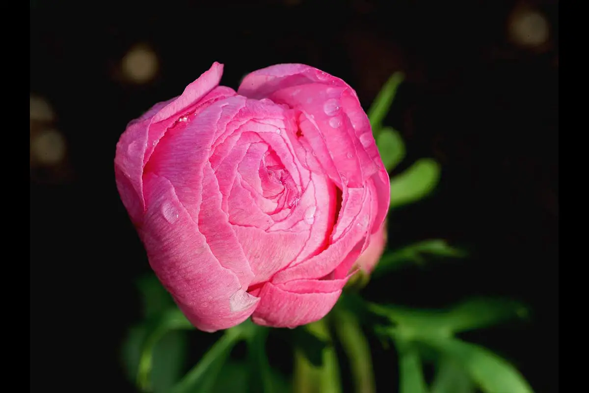 Ranunculus asiaticus