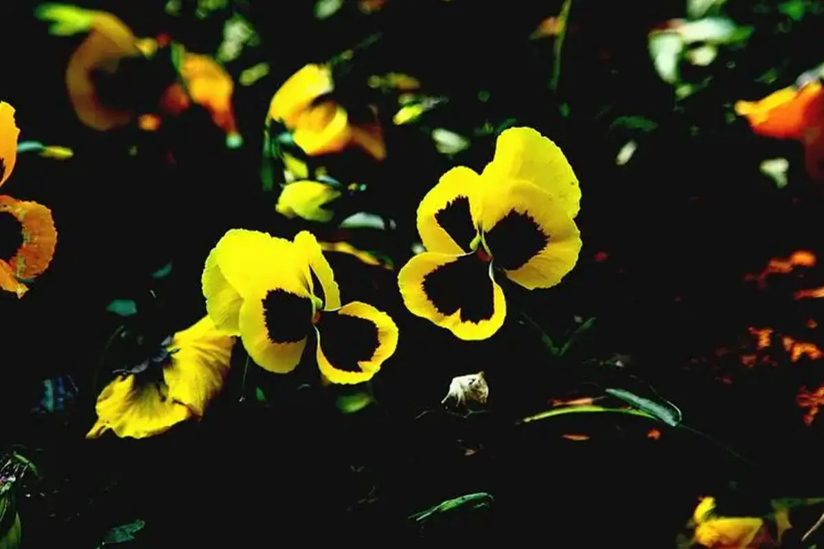 Iris japonica