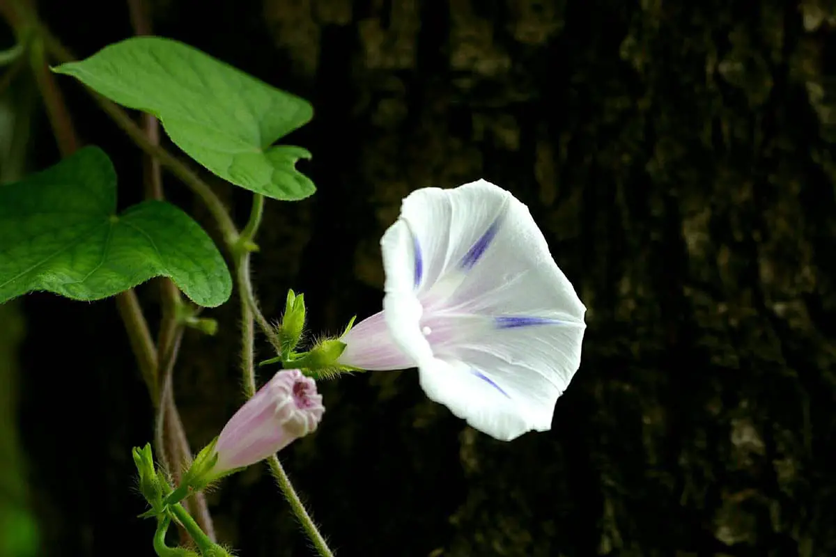 秋に咲く花