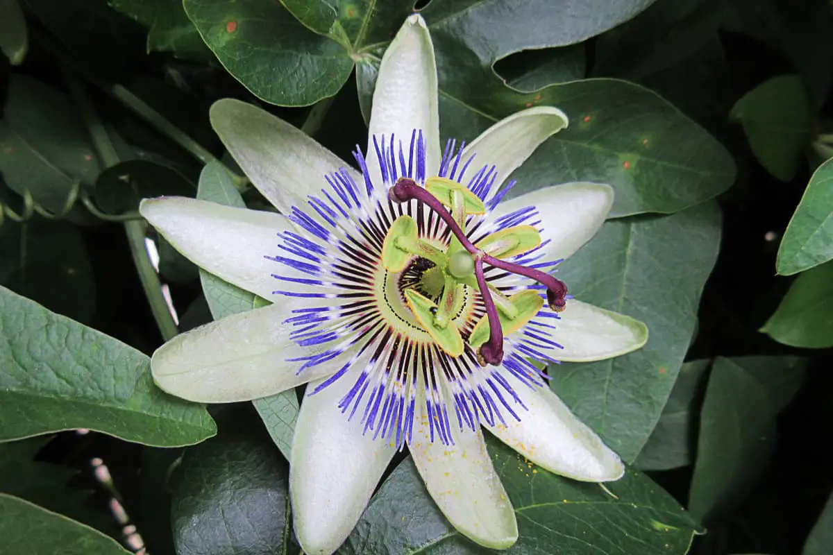 Passiflora caerulea