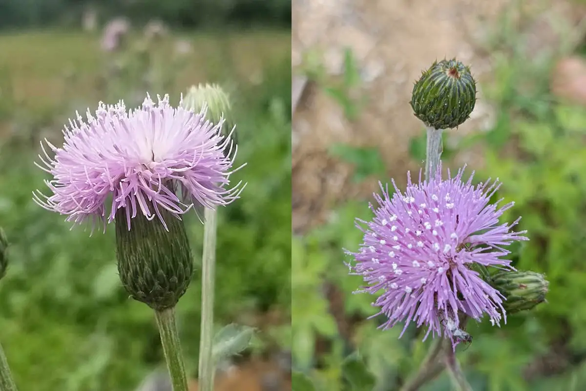 Cirsium arvense