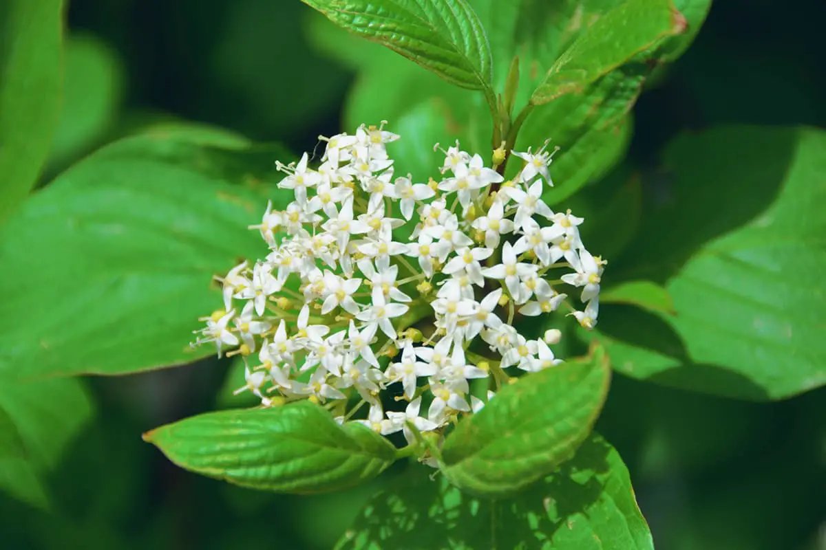Cornus alba