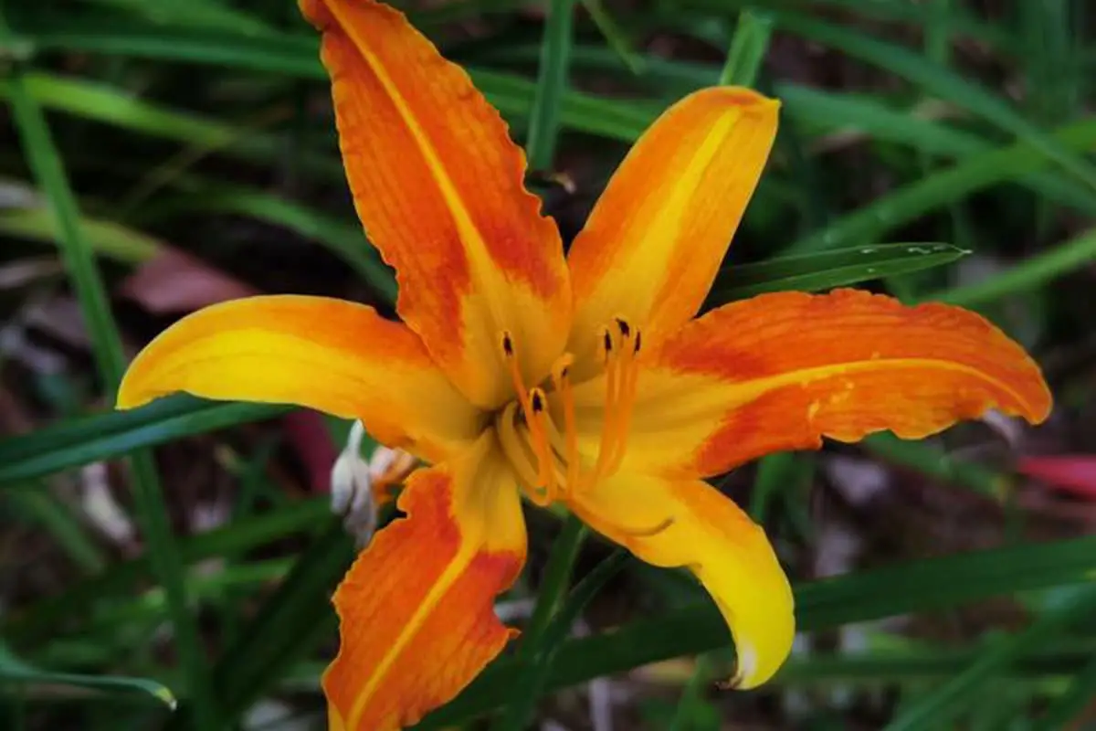 Hemerocallis fulva